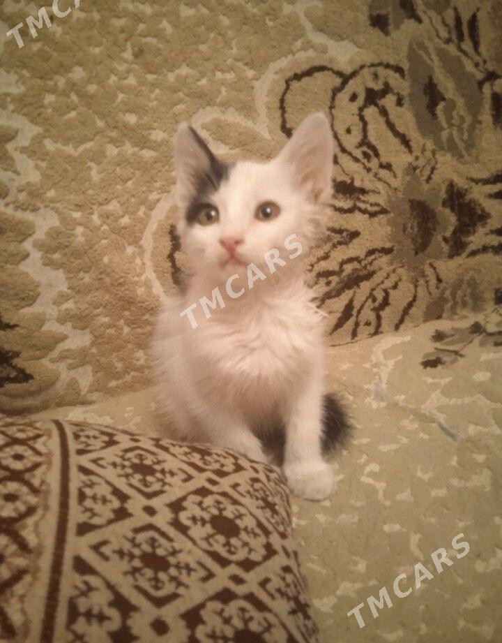 котята - Türkmenabat - img 2