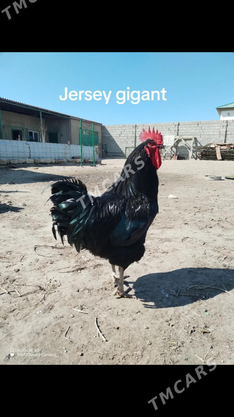Gigant Jersey jüjeleri - Hazar - img 2