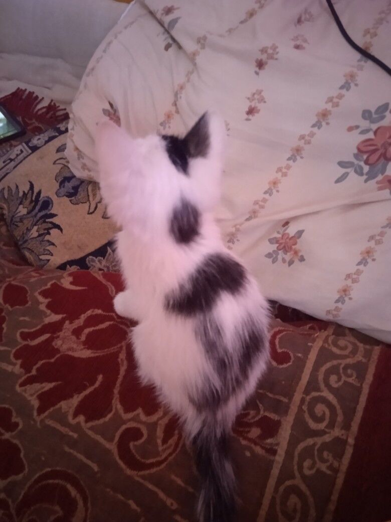котята - Türkmenabat - img 6