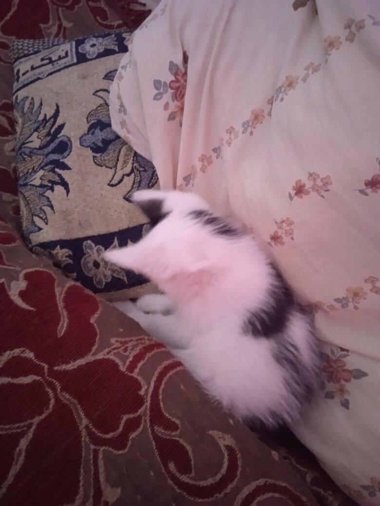 котята - Türkmenabat - img 3