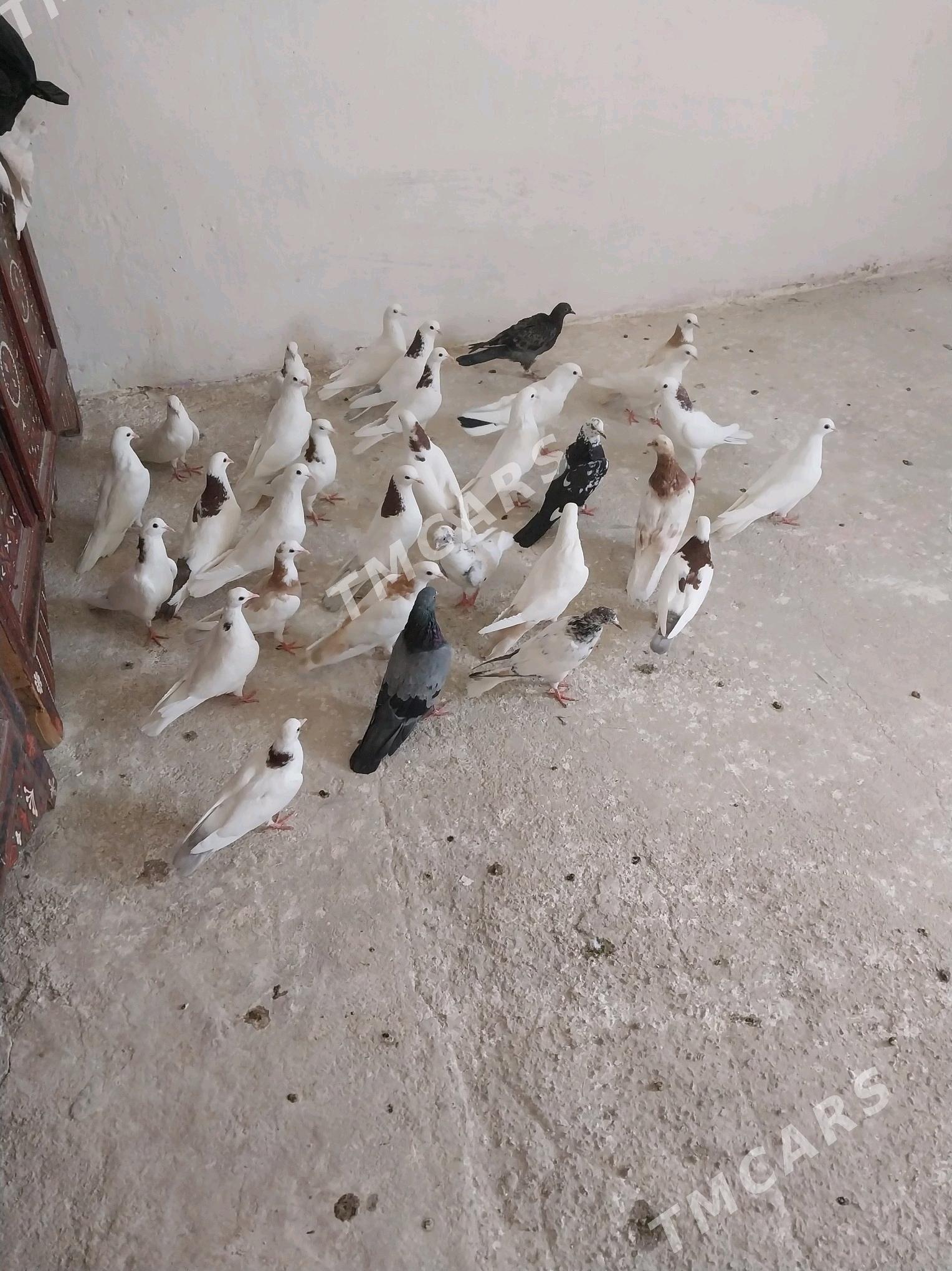 kepderi - Gyzylarbat - img 2