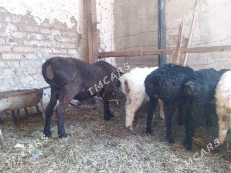 goyunlar - Türkmenabat - img 2