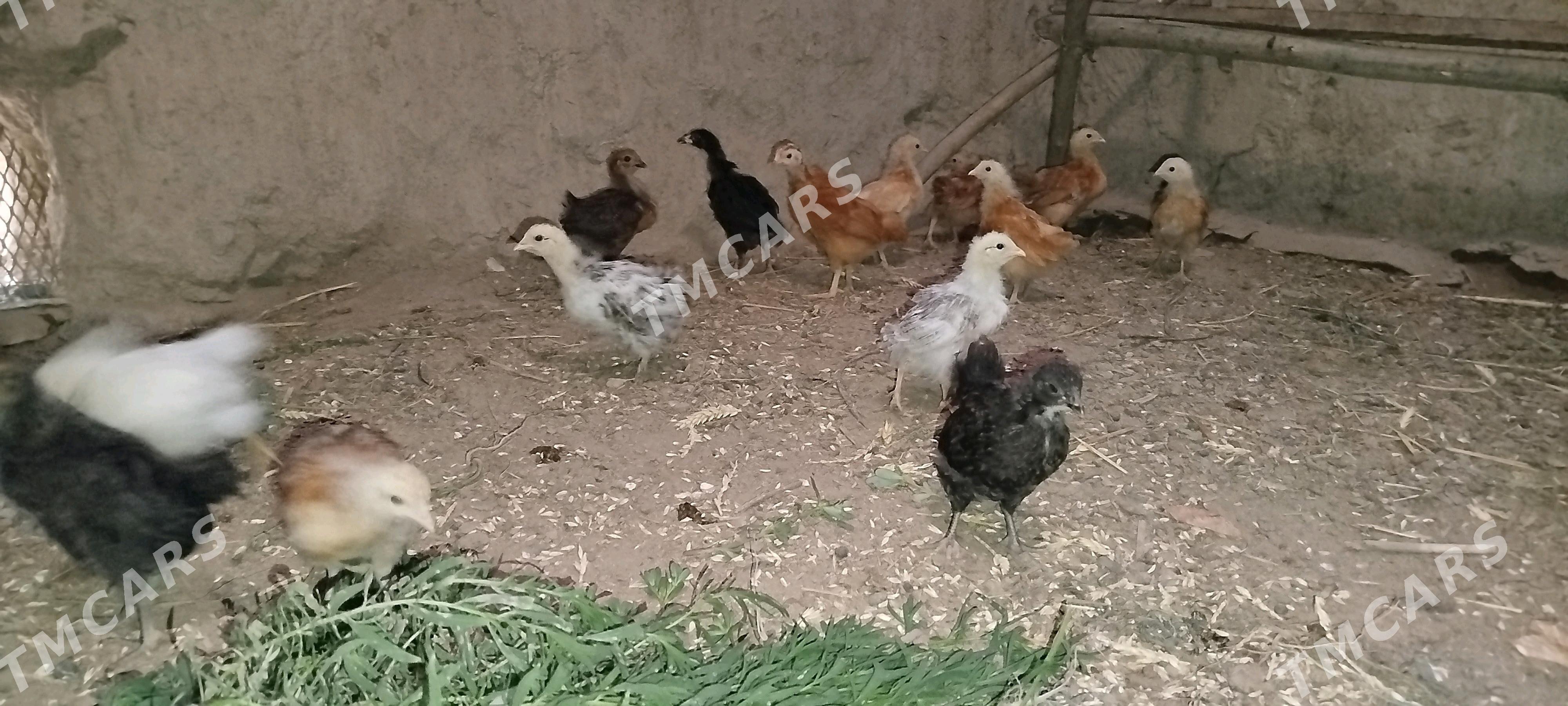 towuk - Daşoguz - img 2