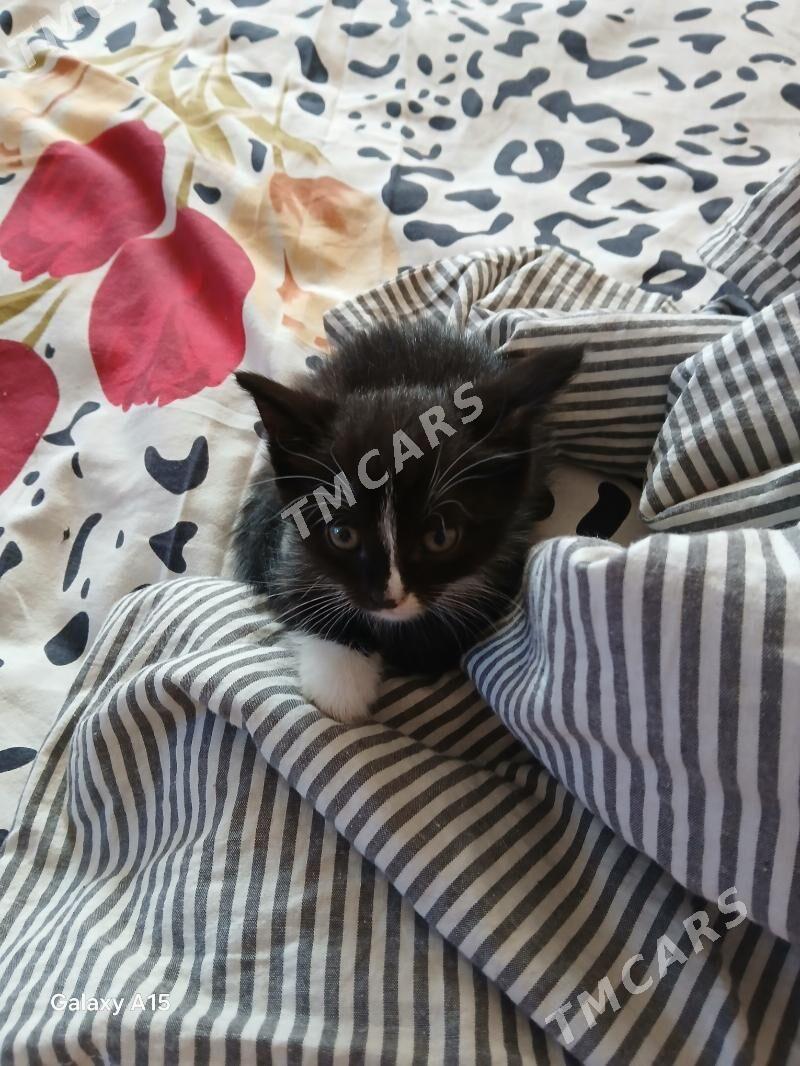 котята вислоухие - Бузмеин - img 2