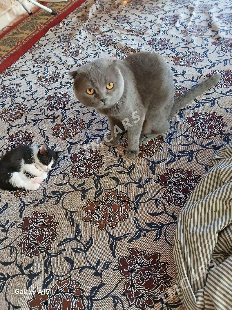 котята вислоухие - Бузмеин - img 4