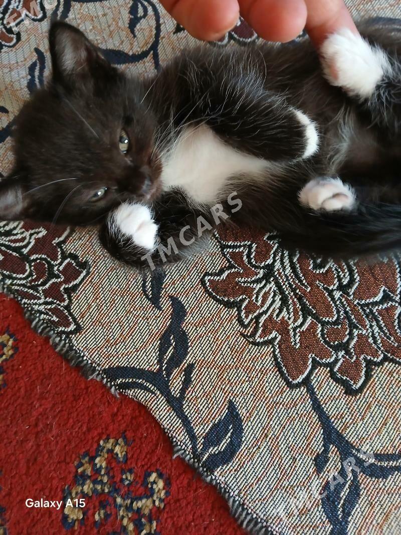 котята вислоухие - Бузмеин - img 3