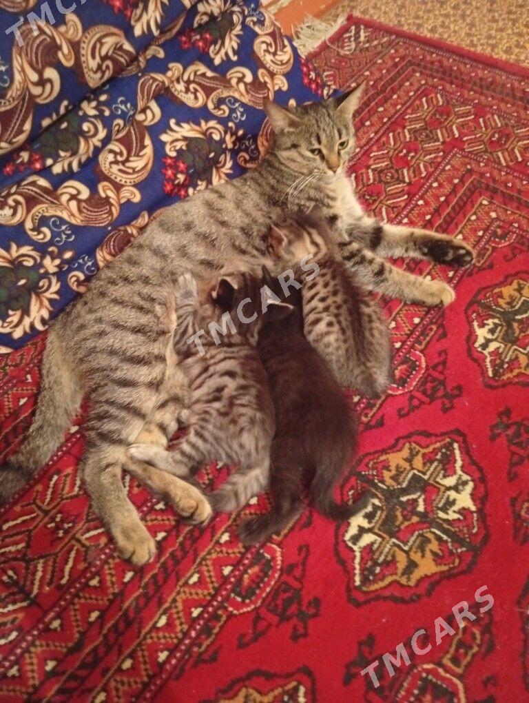  котята - Мары - img 2