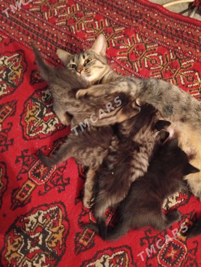  котята - Мары - img 3