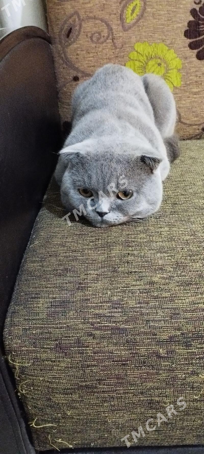 Шотландский кот. - Туркменабат - img 2