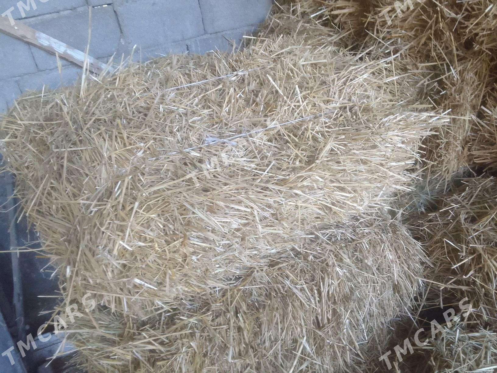 Saman mal üçin - Gökdepe - img 2