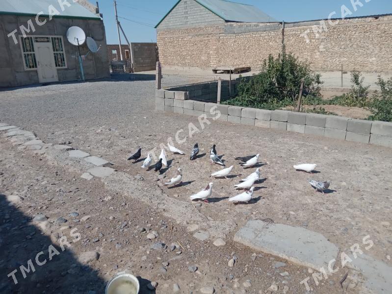 kepderi - Gyzylarbat - img 5