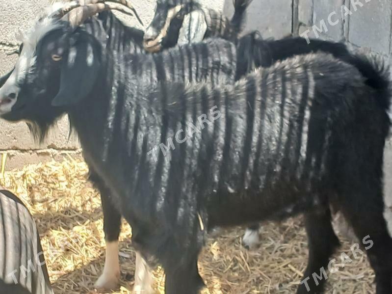 1 ýyl bolan dog geçi - Aşgabat - img 3