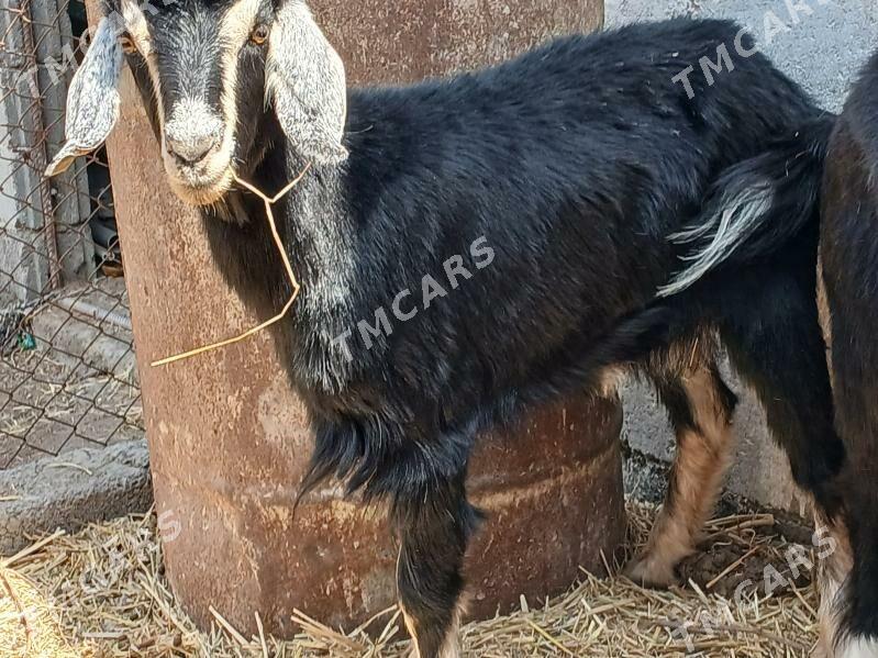 1 ýyl bolan dog geçi - Aşgabat - img 2
