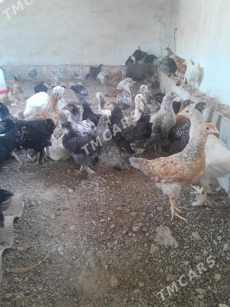4 aylyk juyjeler - Sakarçäge - img 3