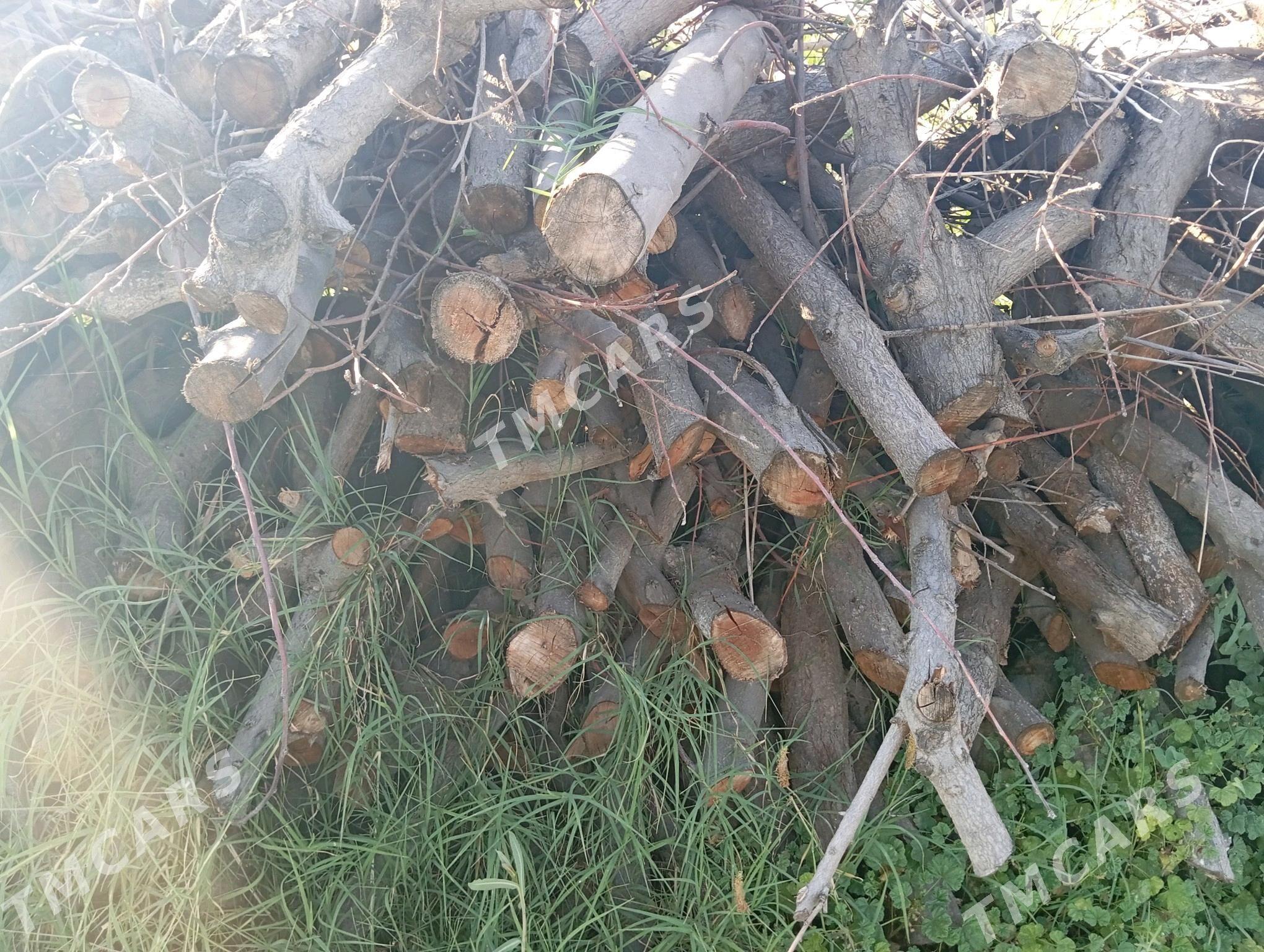Odun satlyk - Ak bugdaý etraby - img 3