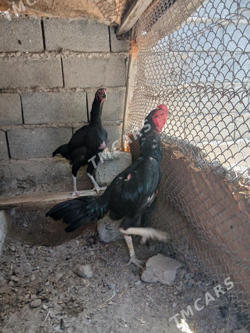 taşget - Aşgabat - img 2
