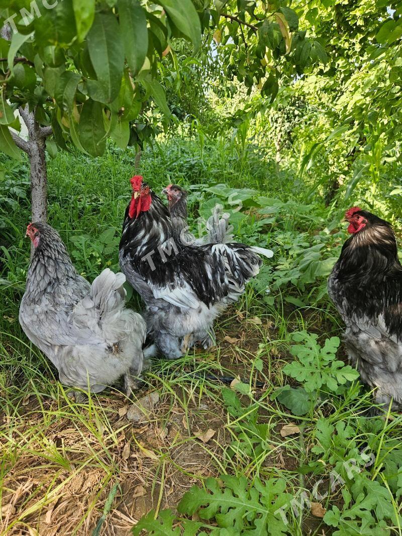 Brama - Çoganly - img 2
