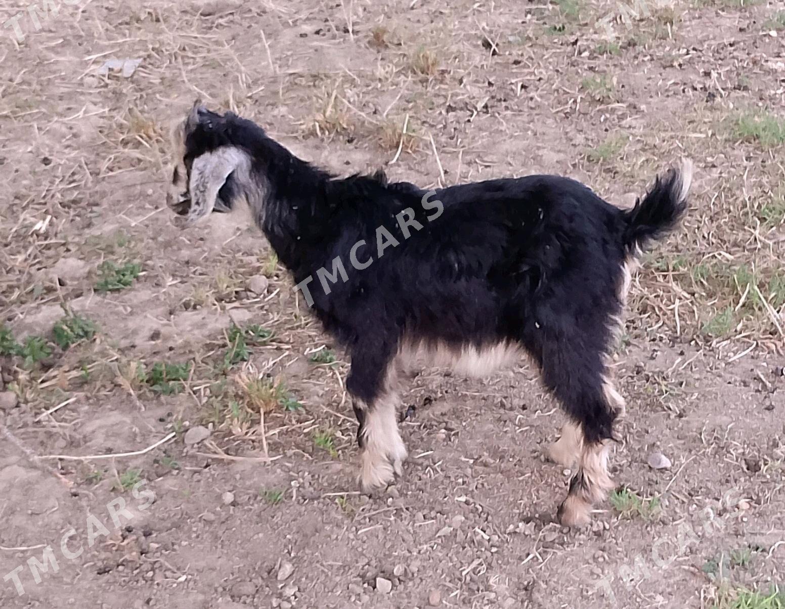 owlak çewiş - Анев - img 2
