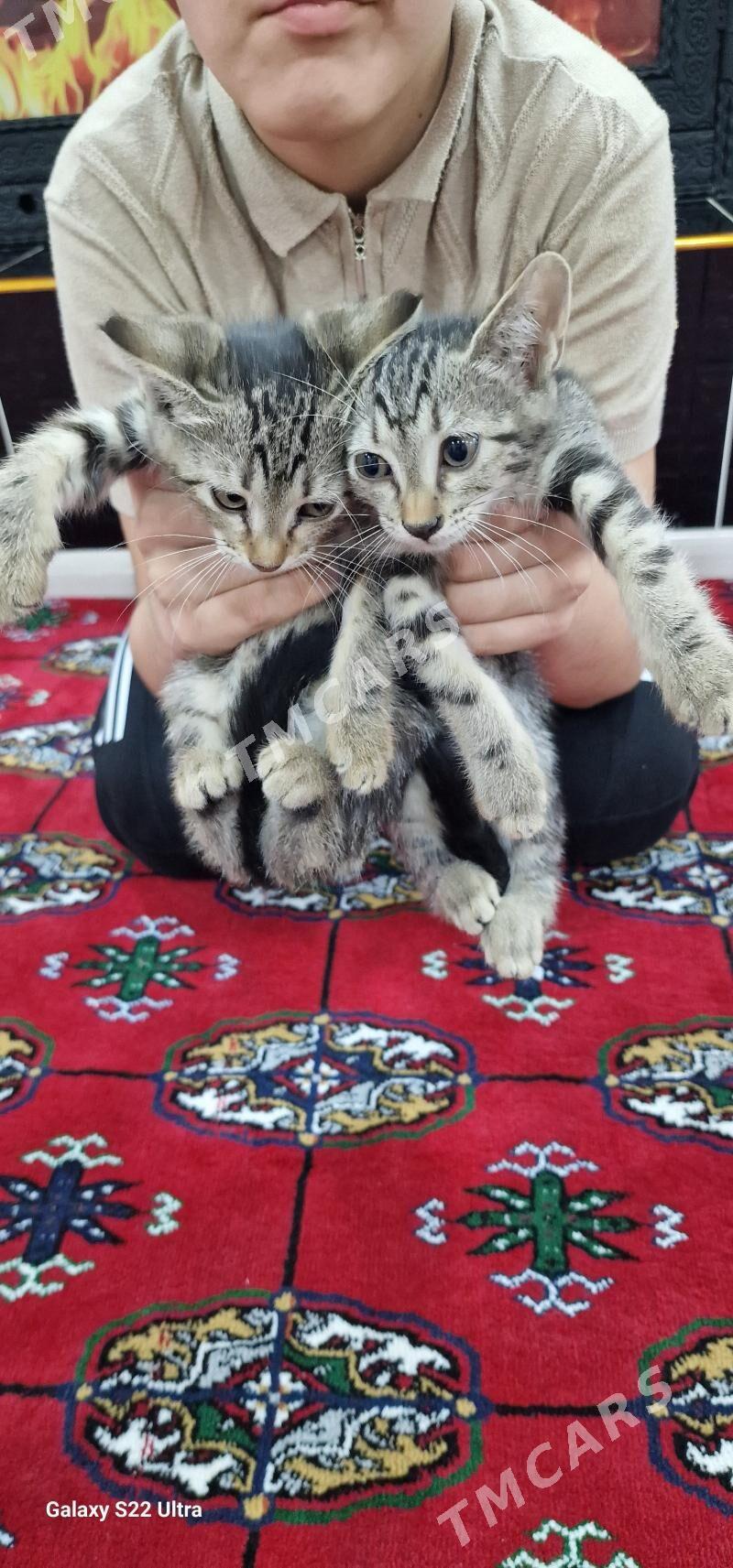 котята в добрые руки - Aşgabat - img 2