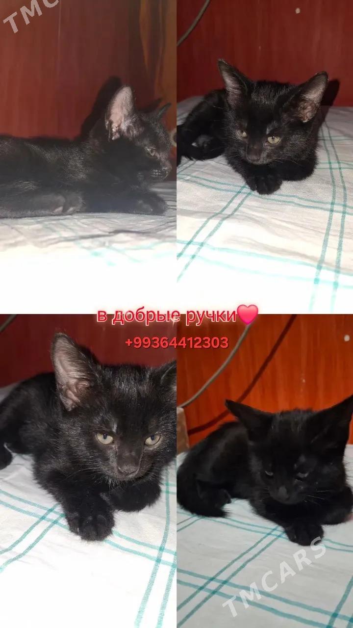 котёнок - Büzmeýin - img 1