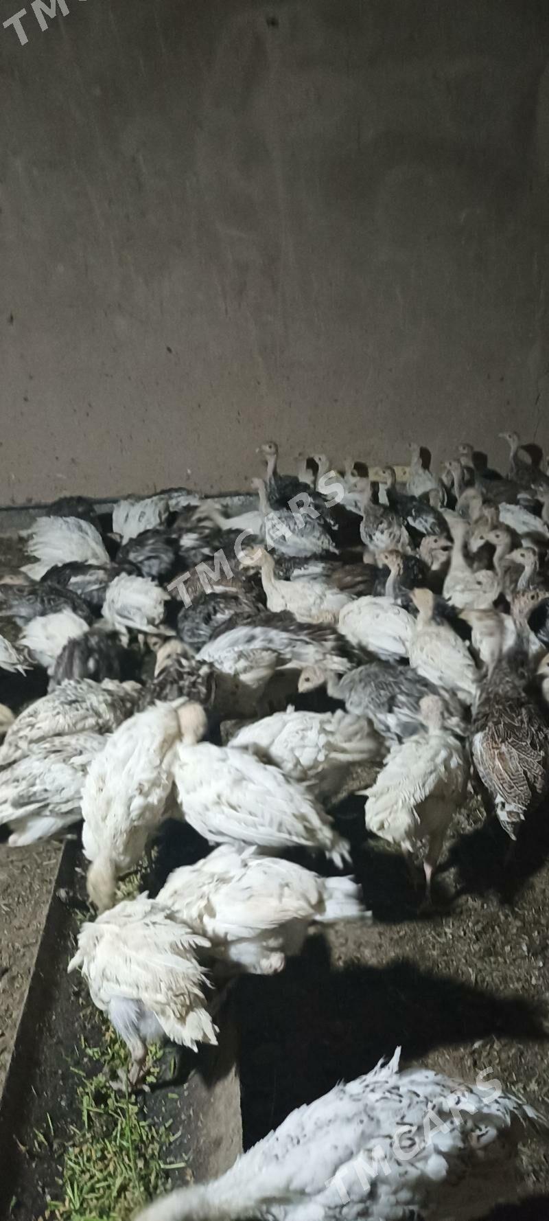 İnduk jûjesi - Sakarçäge - img 2