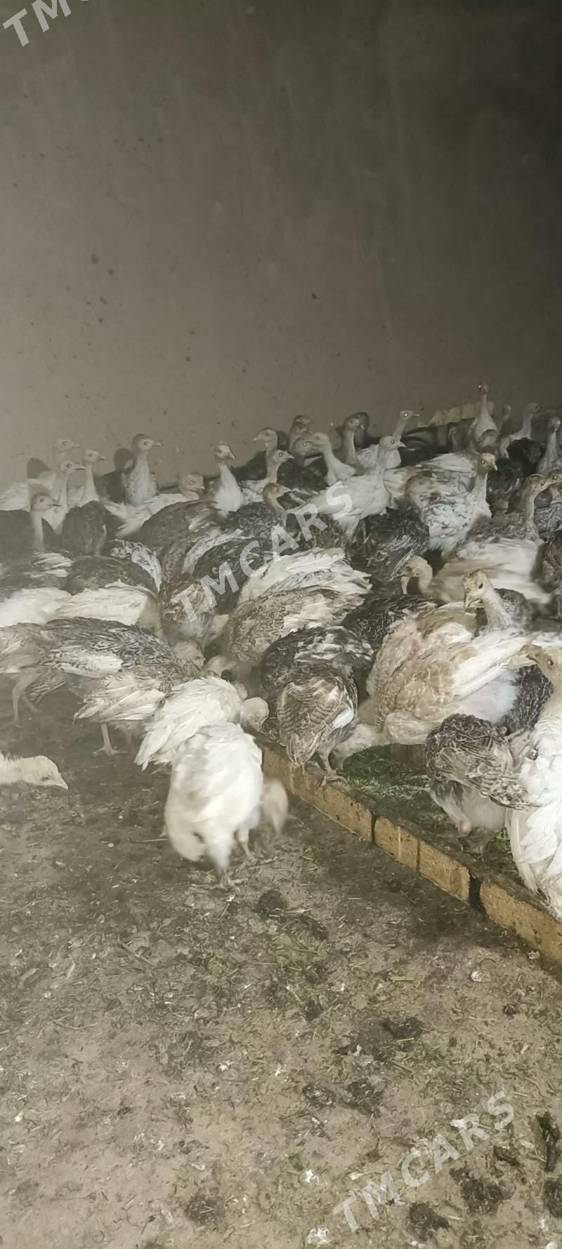 İnduk jûjesi - Sakarçäge - img 3
