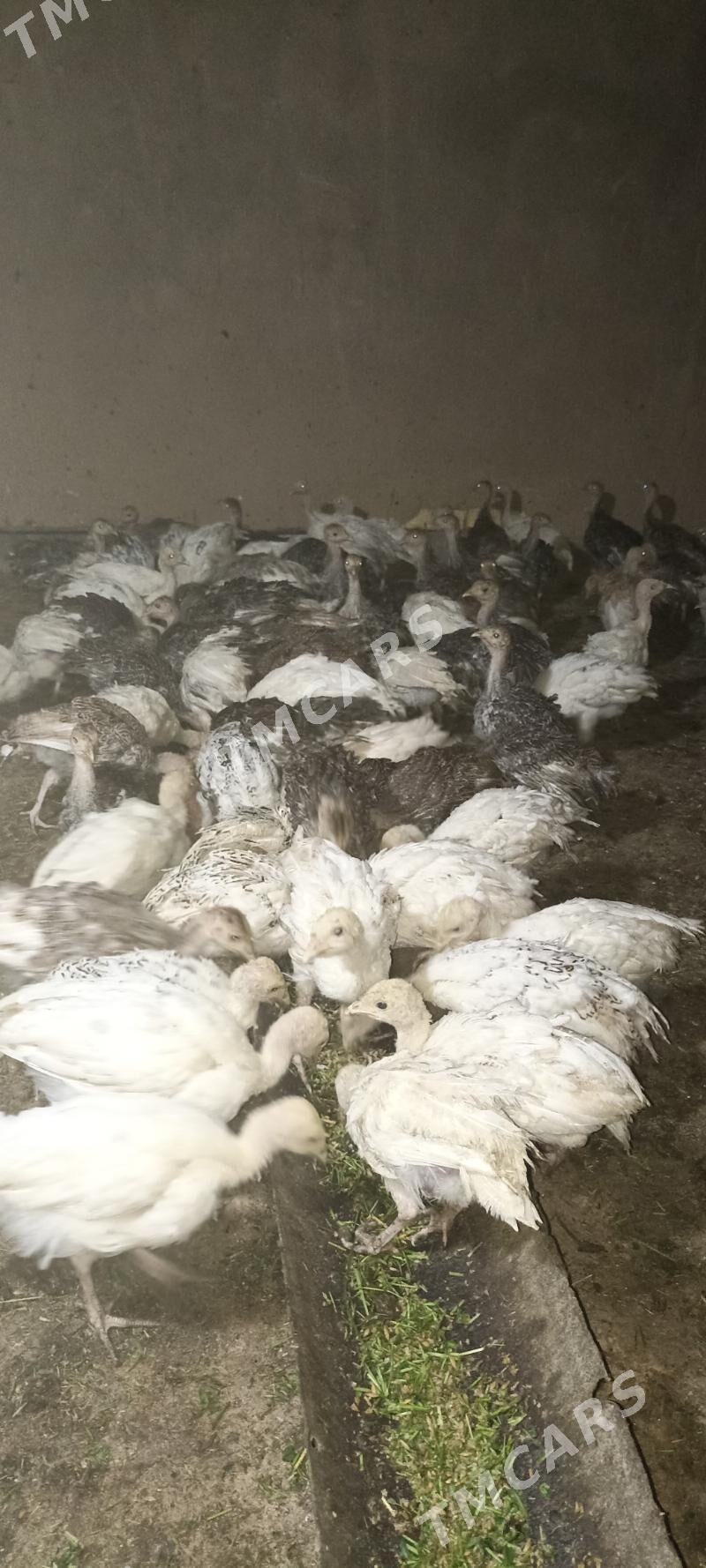 İnduk jûjesi - Sakarçäge - img 1
