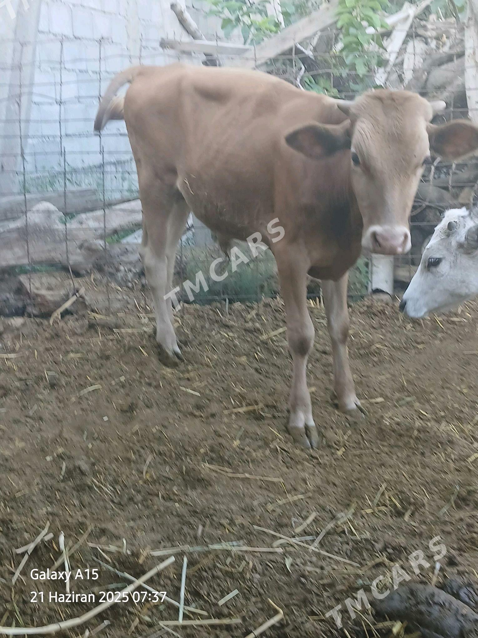 ökuzçe - Gökdepe - img 3