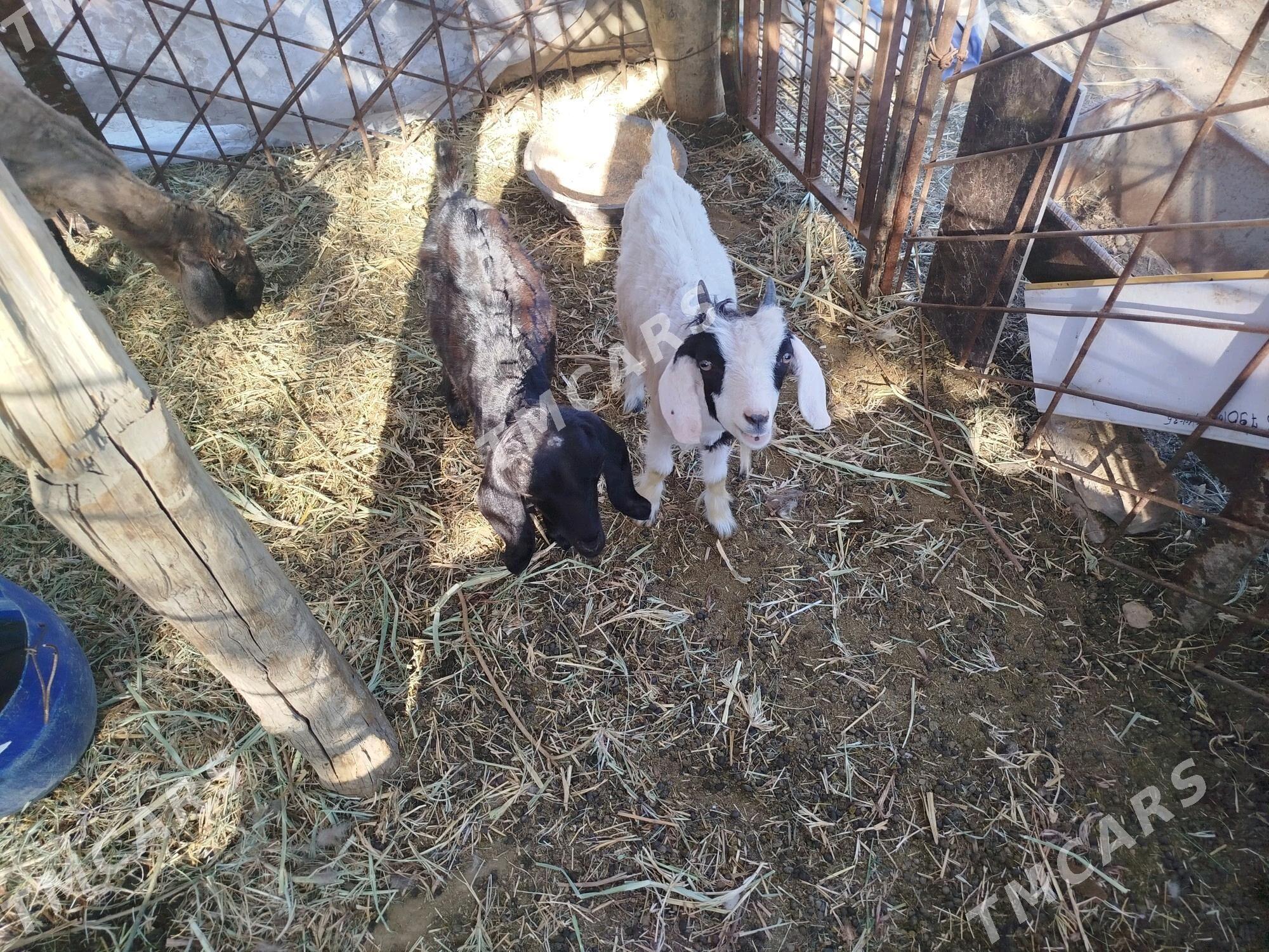 goyunlar we Geciler - Мары - img 2