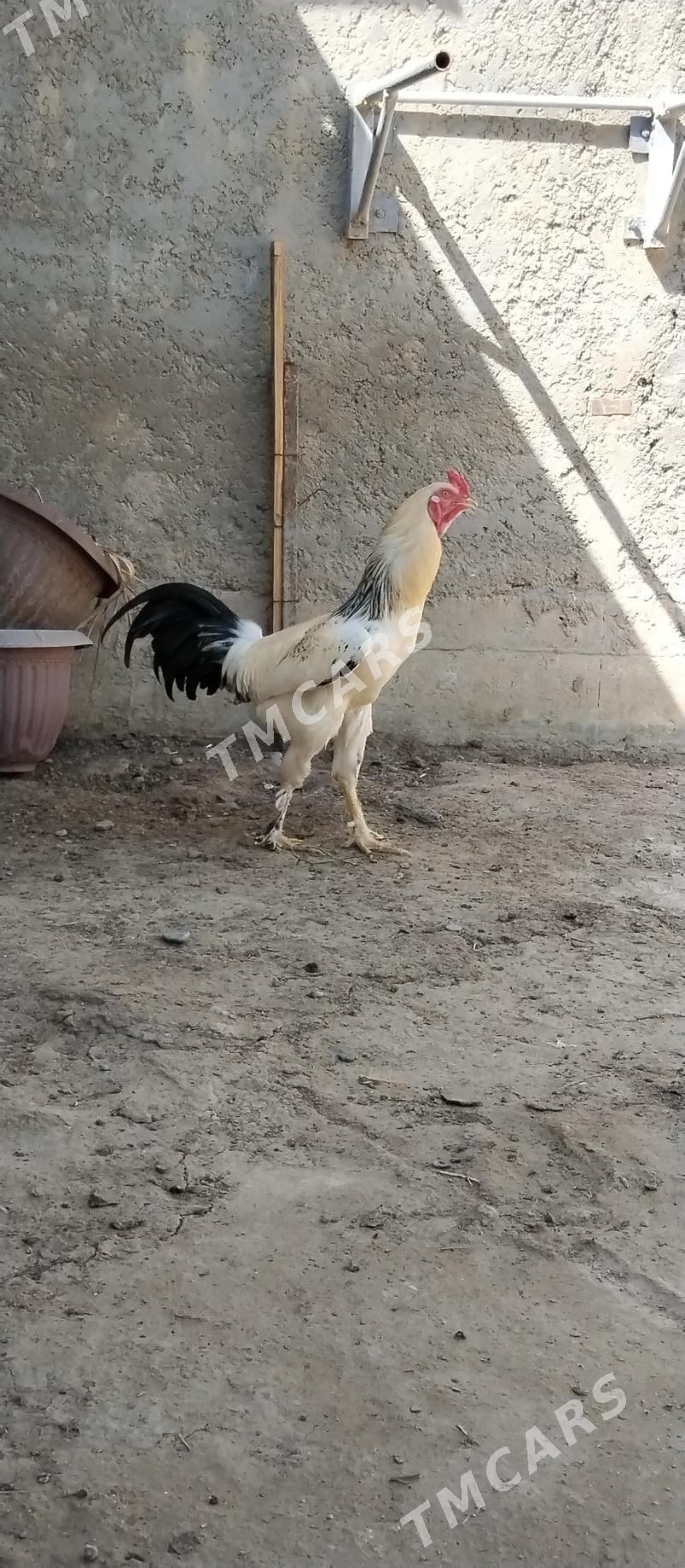 Ak Taşkent - Aşgabat - img 2