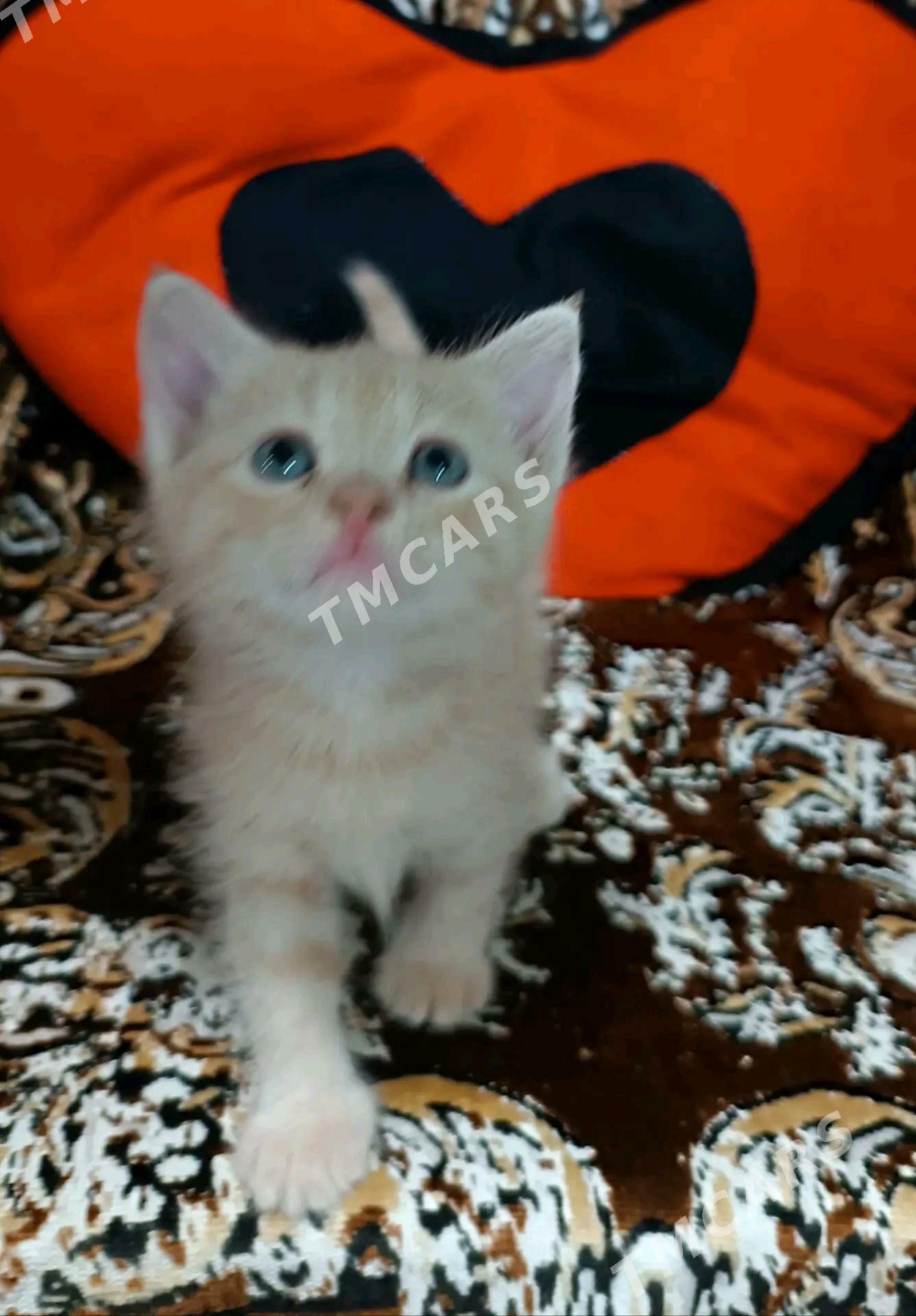 Рыжие котята - Туркменабат - img 2