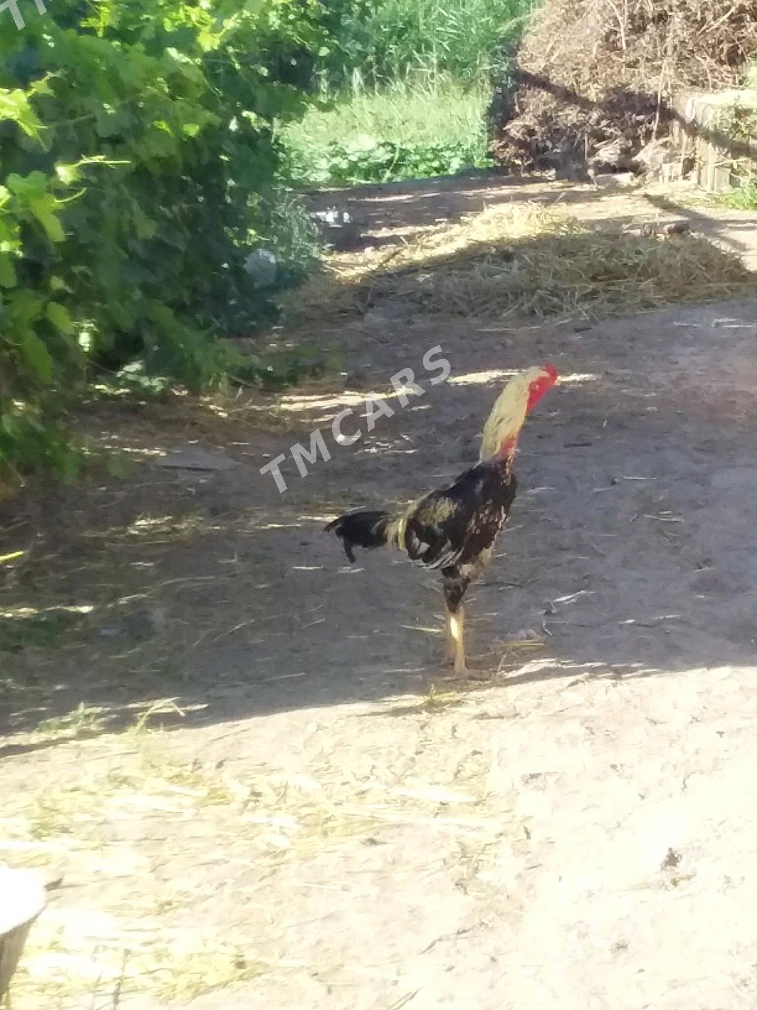 Horaz  bn towuk - Türkmenabat - img 1