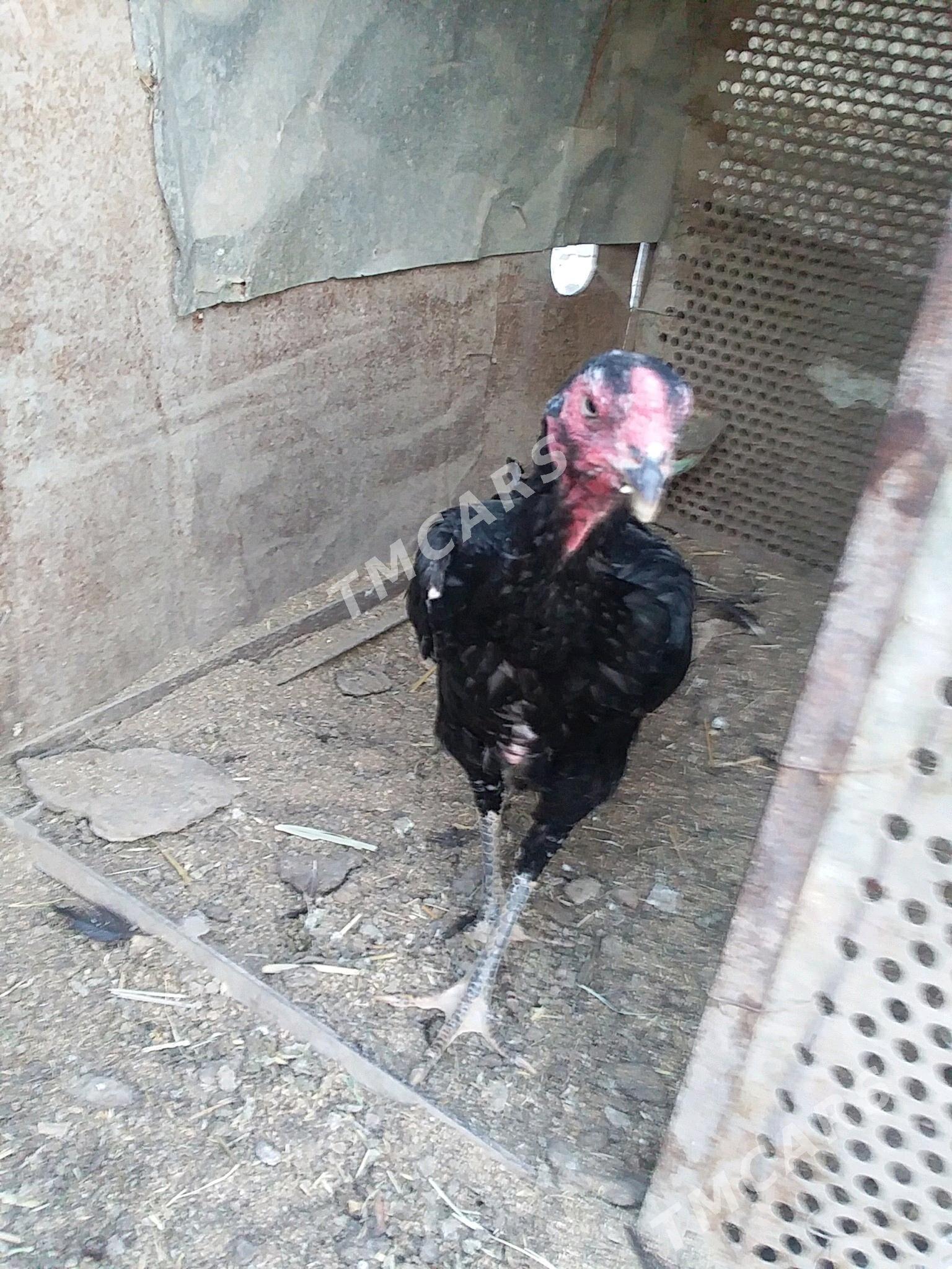 Horaz  bn towuk - Türkmenabat - img 2