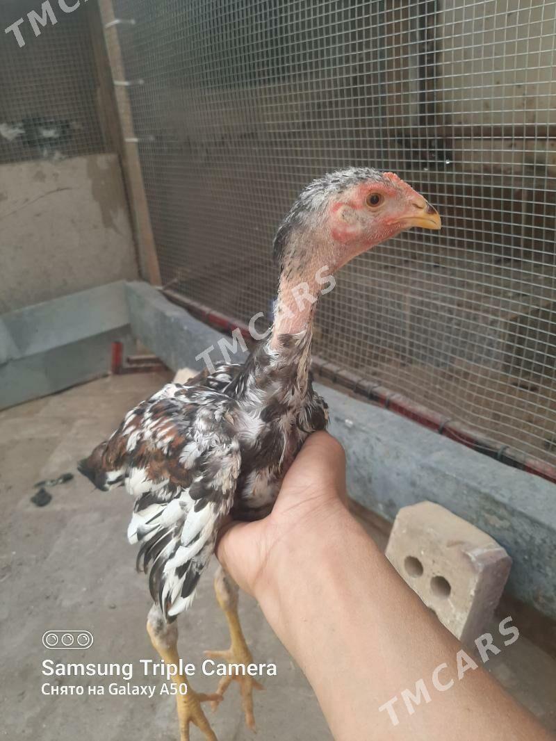 OZBEK HORAZ JUÝJELER 4 AYLYK - Байрамали - img 2