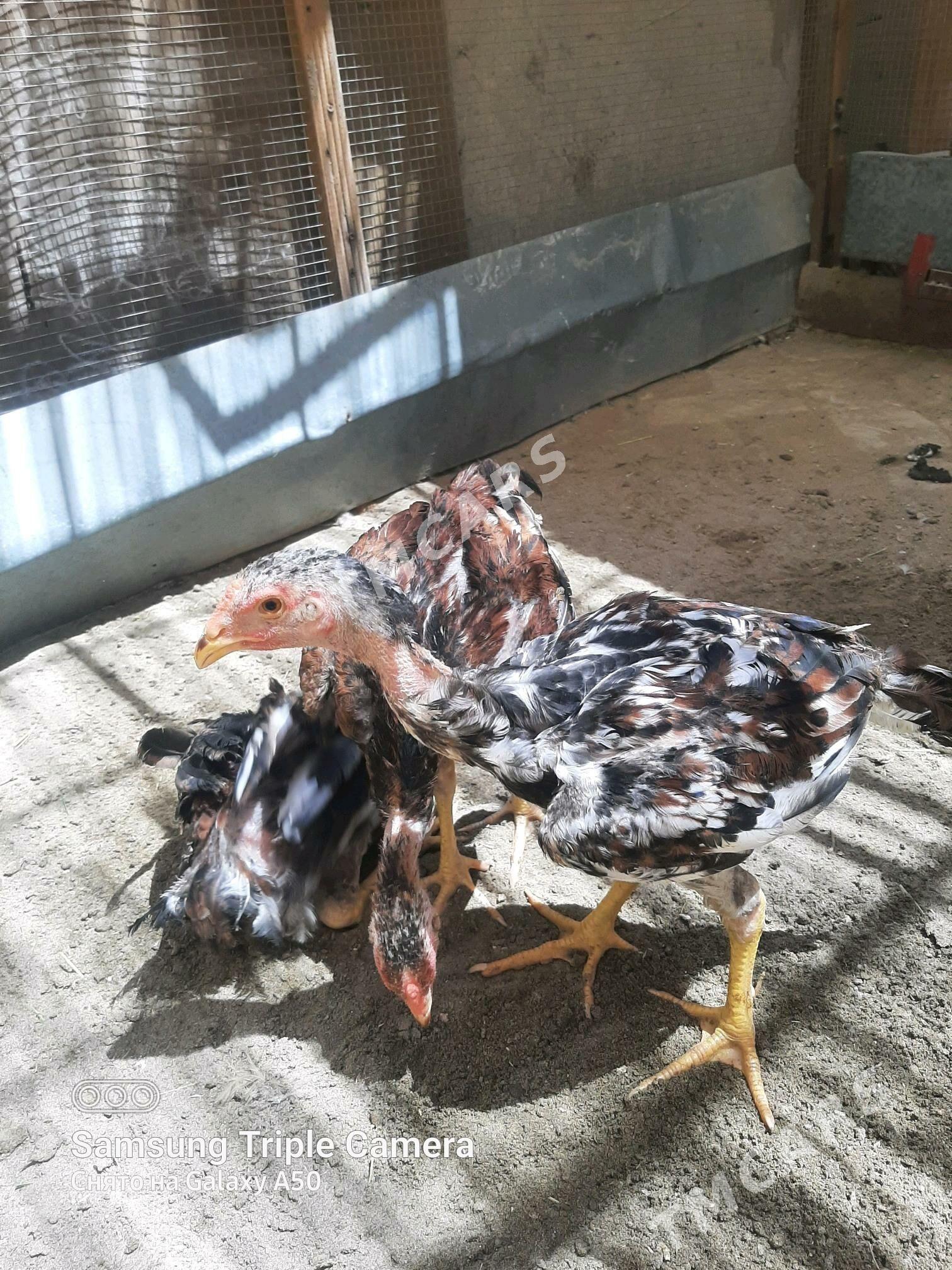 OZBEK HORAZ JUÝJELER 4 AYLYK - Байрамали - img 6