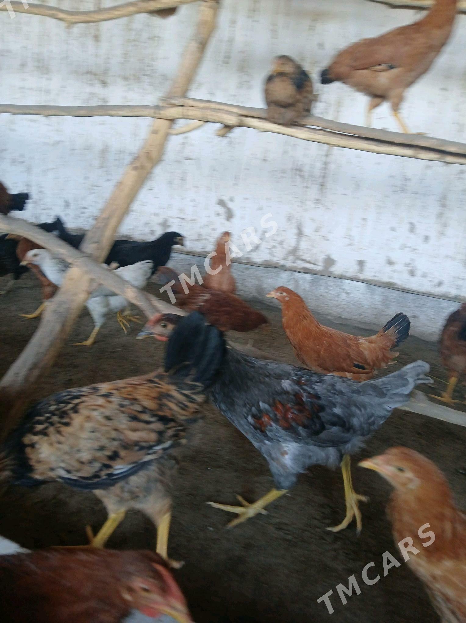 horazlar - Şabat etr. - img 1
