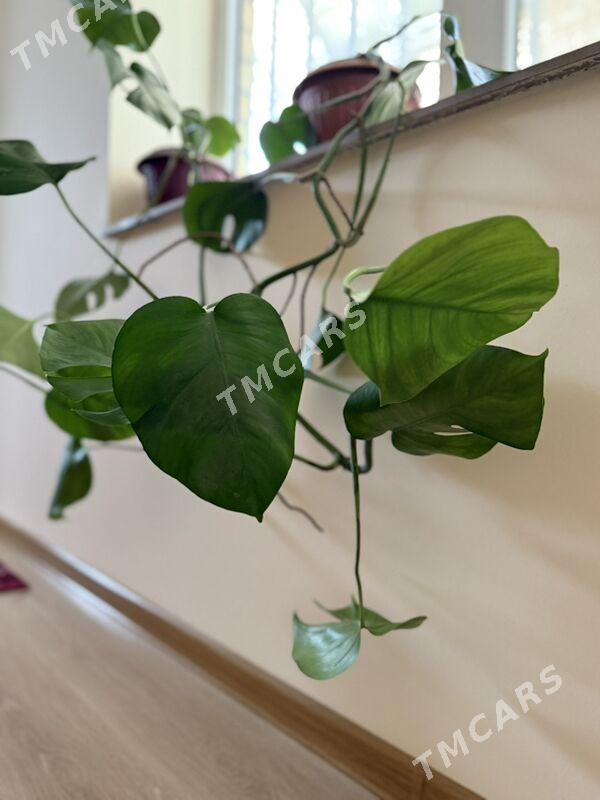 Monstera - Änew - img 3