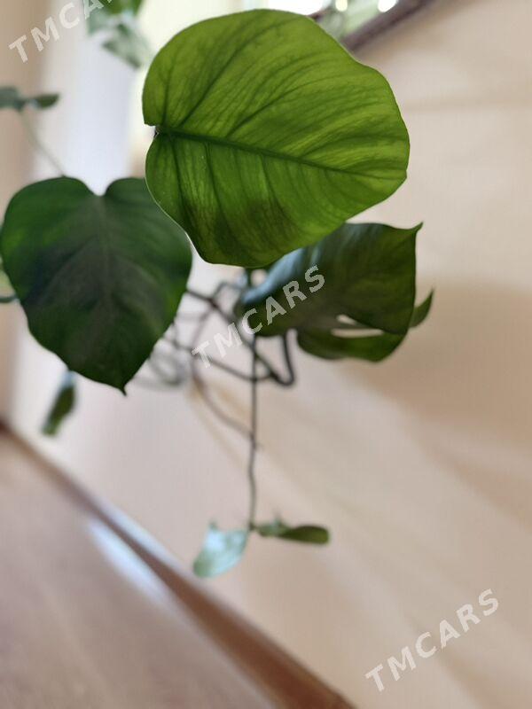 Monstera - Änew - img 2
