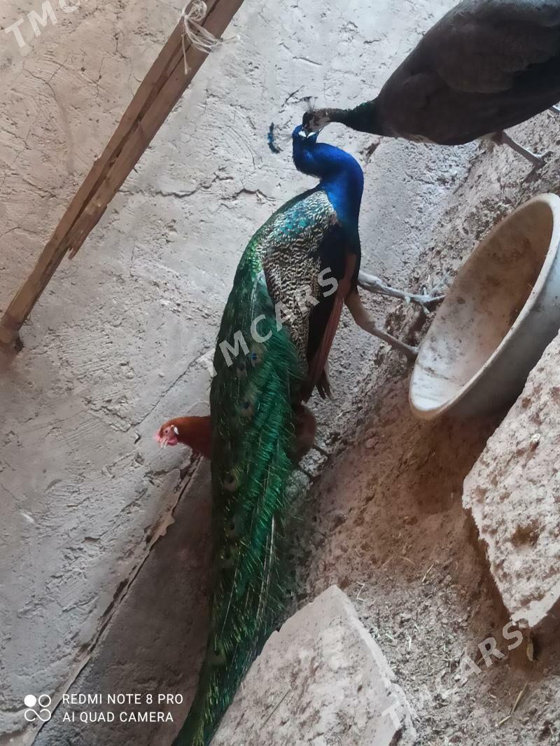 tawus guş - Tejen - img 6