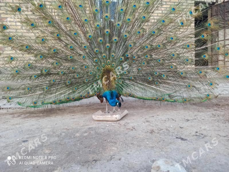 tawus guş - Tejen - img 5