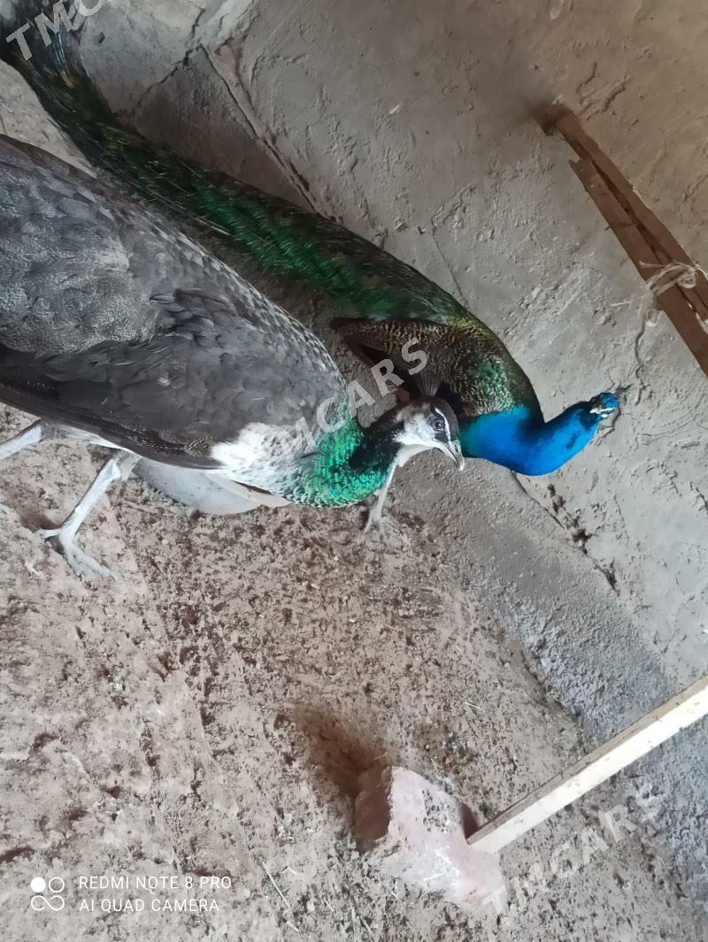 tawus guş - Tejen - img 7