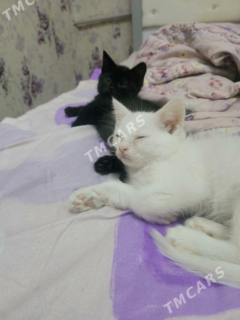 Ak gara pisijeklem - Daşoguz - img 3