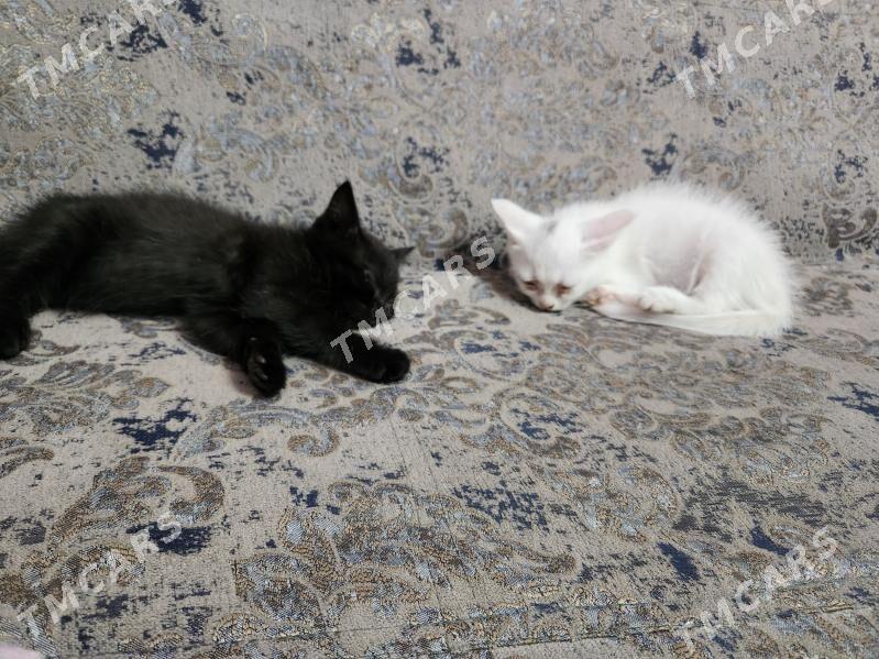 Ak gara pisijeklem - Daşoguz - img 5