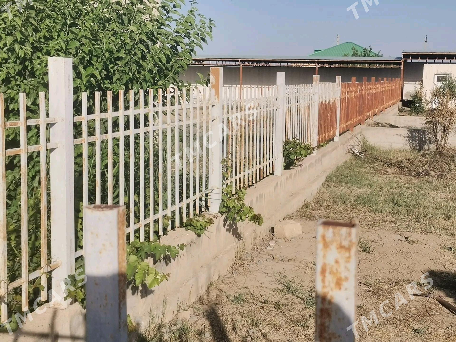 Raşotka - Gökdepe - img 2