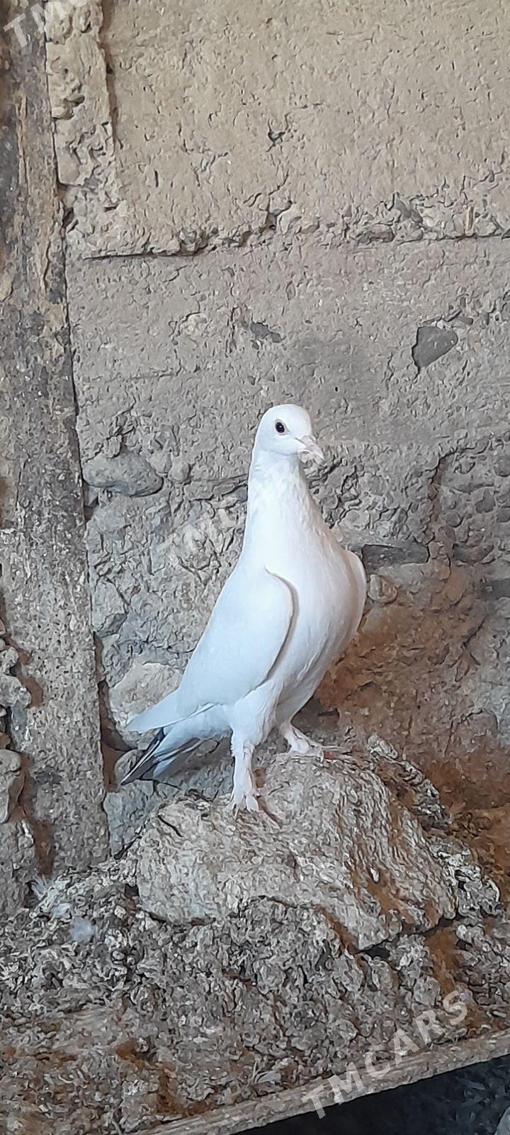 kepderi - Gyzylarbat - img 2
