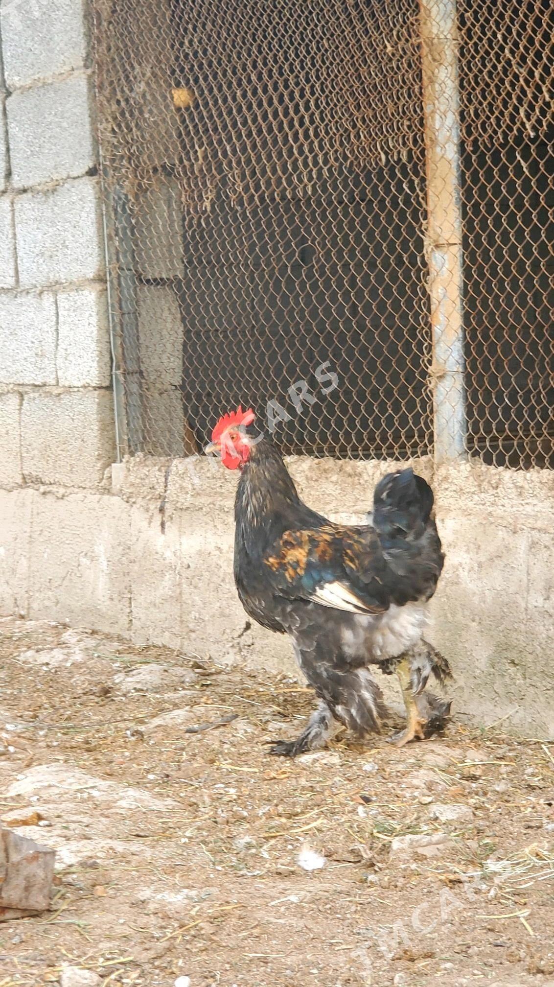 Brama - Gökje - img 2