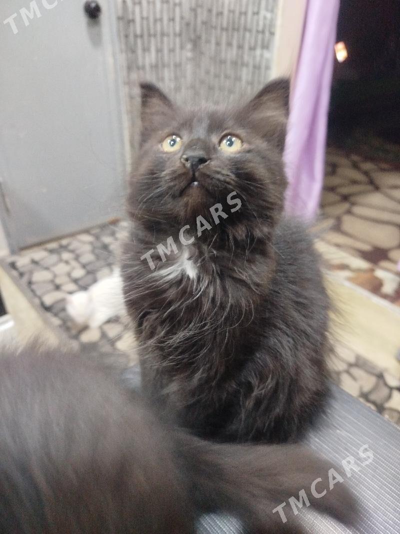 котята - Туркменбаши - img 2
