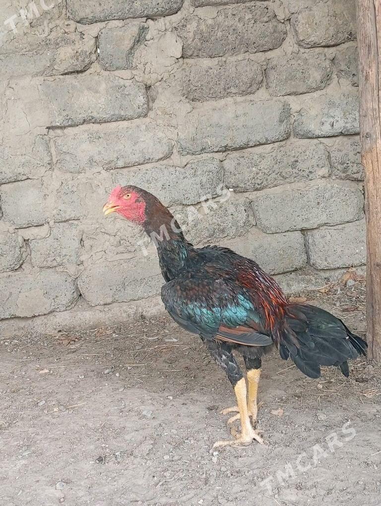 Taşkent - Gökdepe - img 2