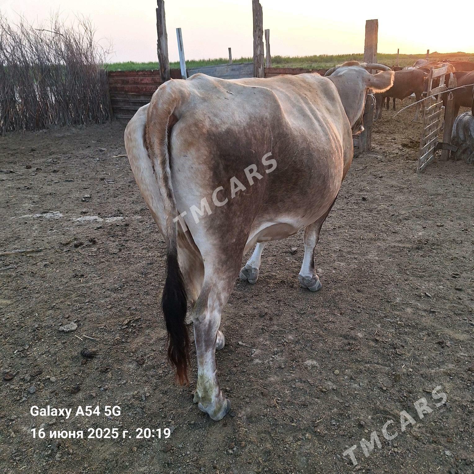 Sagym sygyr - Bereket - img 2