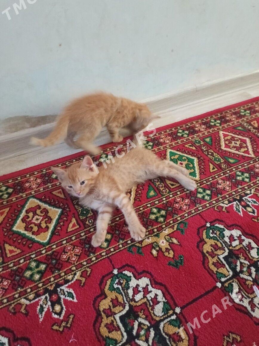 puhsi pişik - Daşoguz - img 3